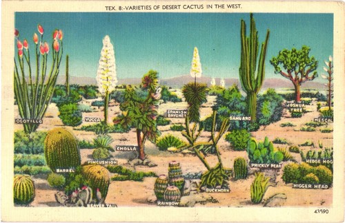 Desert cactus varieties - cactus, west