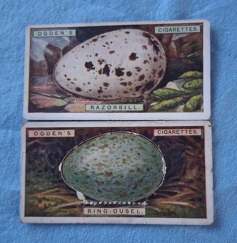 Cigarette cards ogdens - cards, birds