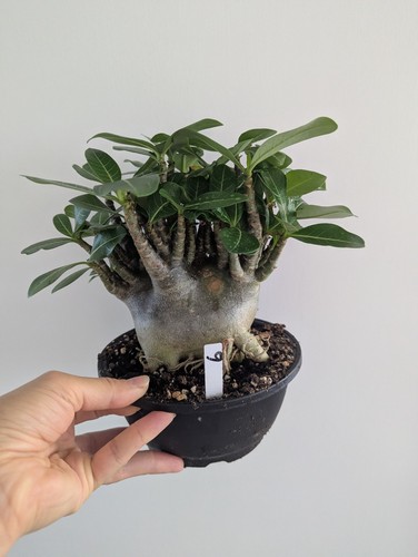 Adenium arabicum red - arabicum,