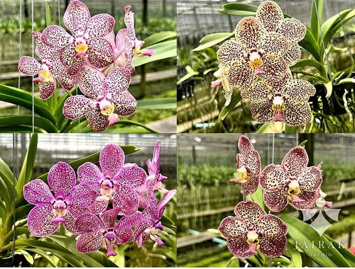 Rare vanda gnana kumar - gnana, x