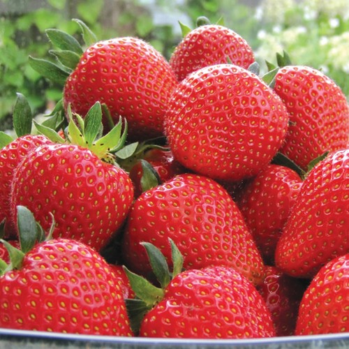 Strawberry sweetheart - 12, x