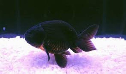 Pack black ranchu goldfish - black,