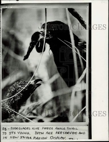 1975 press photo - press, everglades