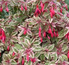 Fuchsia Plug Plants Garden