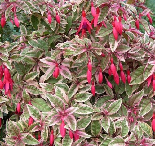 Fuchsia plug plants garden - fuchsia,