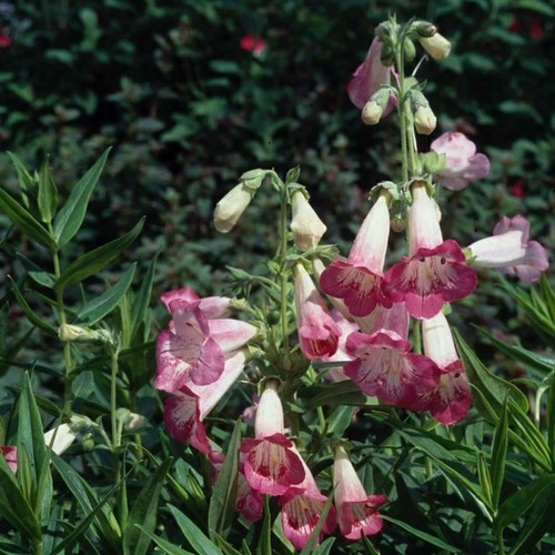 Penstemon flamingo perennial - penstemon,