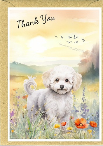 Bichon frise dog - frise, you