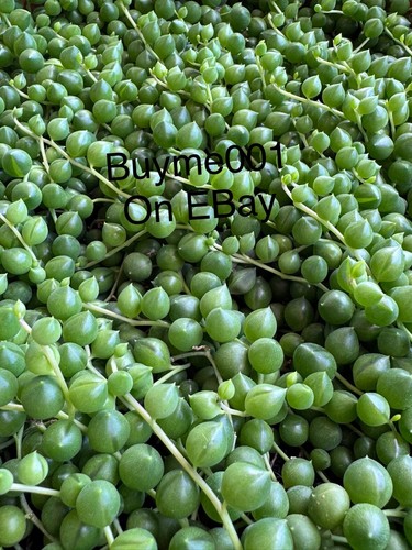 String pearls plant - pearls, live