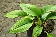 Aspidistra elatior Plant