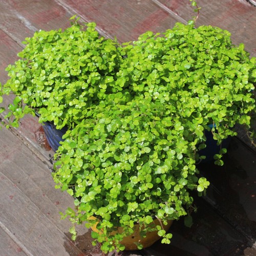Baby tears plants 9cm - tears,
