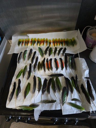 Parrot feathers for crafting - parrot,