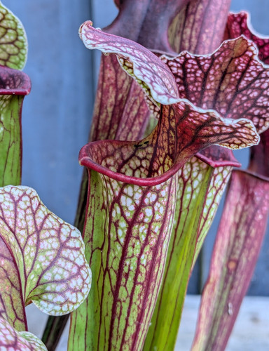 Sarracenia leucophylla x - [(leucophylla,