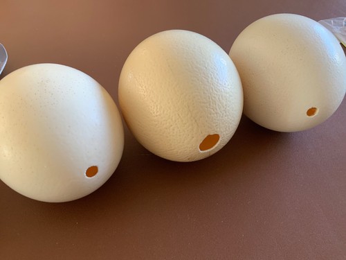 Ostrich egg - ostrich,