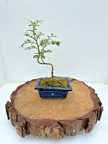 Chinese elm ulmus parvifolia - (,