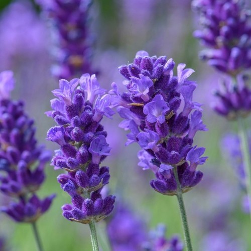 Lavender plug plants fragrant - plug,