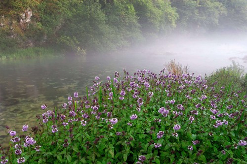 Mentha aquatica - (water,