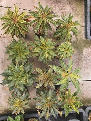 Dorstenia hybrid variegated - dorstenia, hybrid-