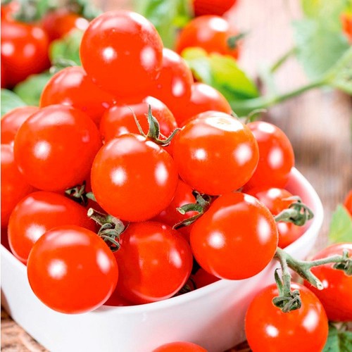 Piccolo tomato plants between - plants,