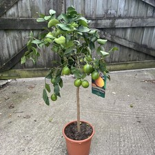 Citrus lemon meyer standard - lemon,