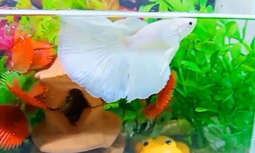 White platinum halfmoon - platinum,
