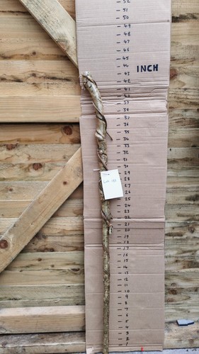 Twisted twisty wood hazel - twisted,