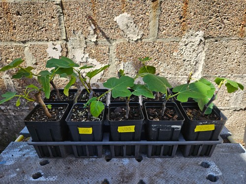 Fig tree starter plant - fig,