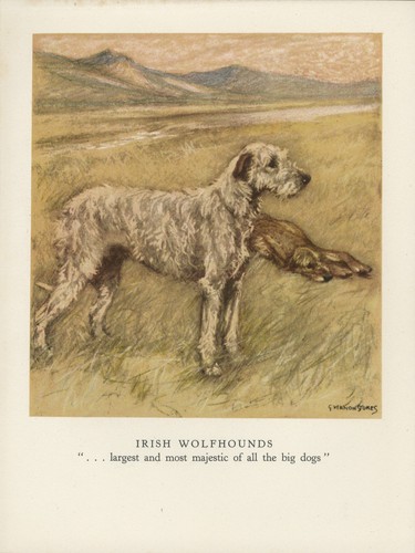 Irish wolfhound vintage 1947 - vintage,