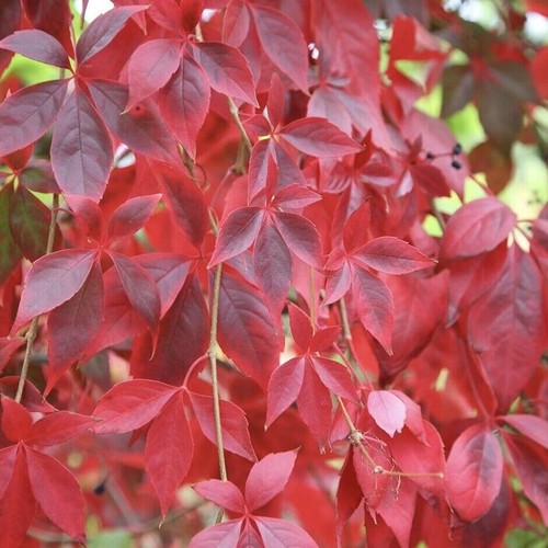 Virginia creeper tall - ,