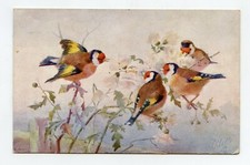 signed illustrator. birds. GARDONNERETS . GOLDFINCH