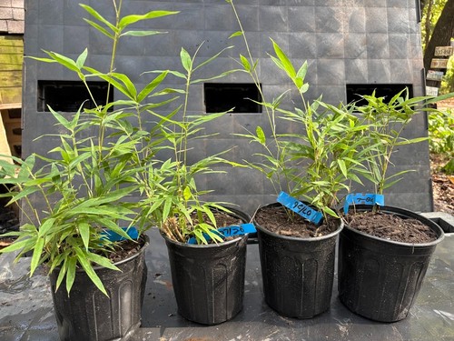 Giant black bamboo live - black,