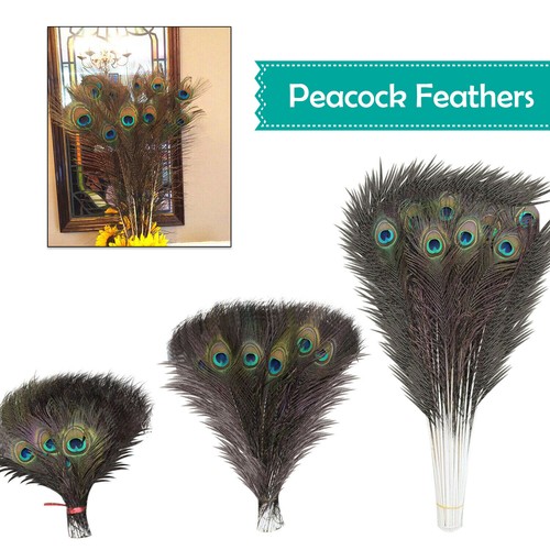 80cm long natural peacock - long,