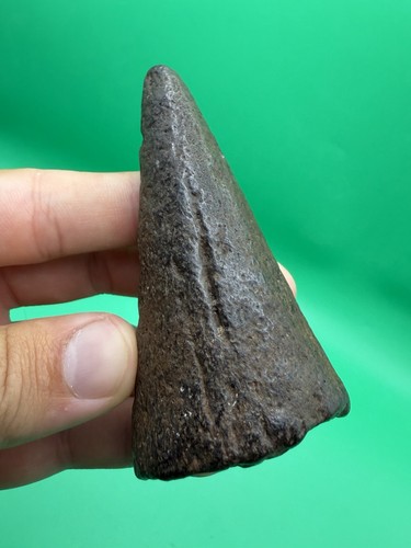 Rare fossil lower billfish - rare,