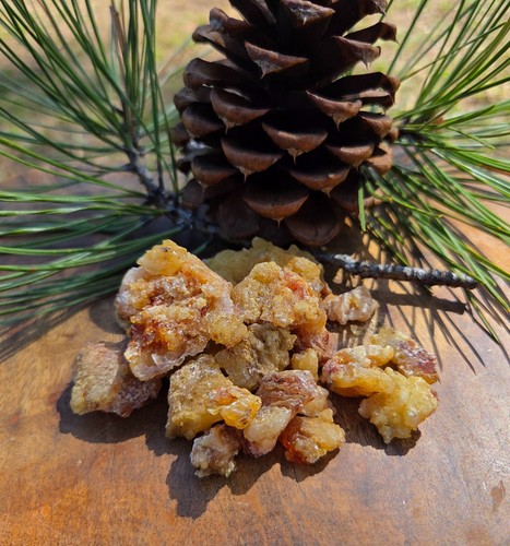 Ponderosa pine resin sap pitch - sap,