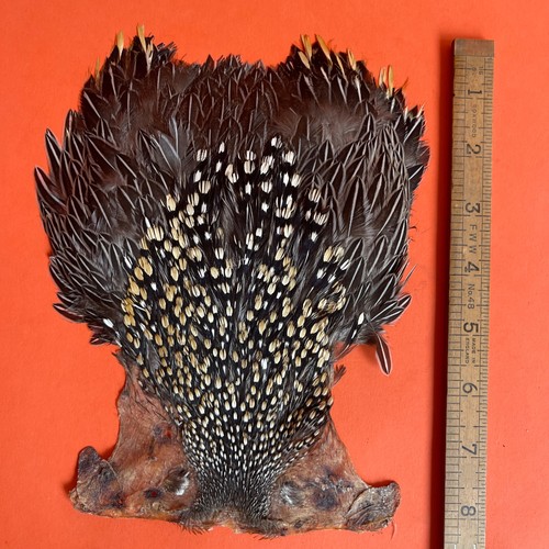 Jungle cock cape feathers - jungle,