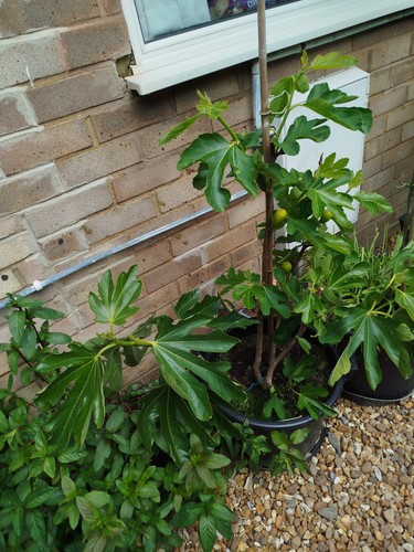 Fig tree bushy brown turkey - bushy,