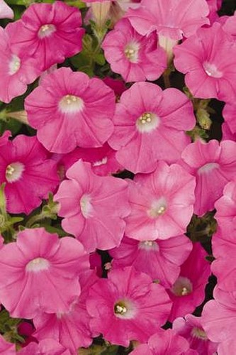 Petunia shock wave rose - shock,