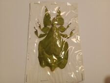 LEAF INSECT  s.sp, A1, data Java. Real Bargain!