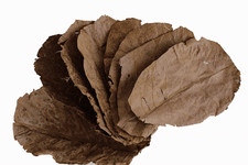 Indian Almond Leaves Aquarium