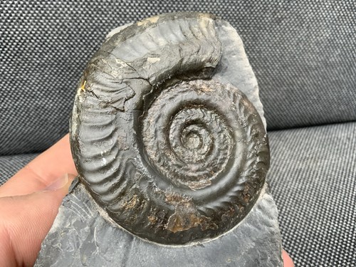Whitby hildoceras fossil - hildoceras,