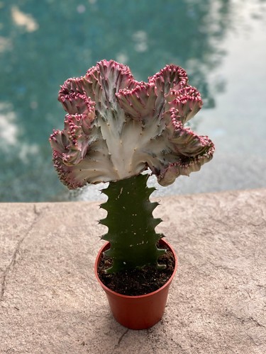 Euphorbia lactea cristata - lactea, 'cristata'