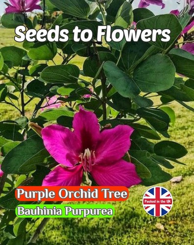 Purple orchid tree - orchid,