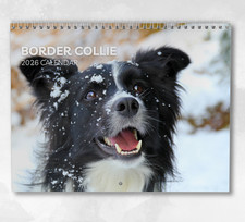 Border Collie Calendar 2026: Monthly Wall Calendar with Notes, opens to A3 Size