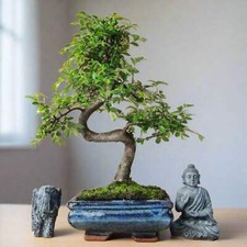 Chinese Elm Bonsai Tree In Glazed Pot | Shaped | Pick your exact tree
