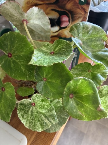 Begonia plant rouge - var, rare