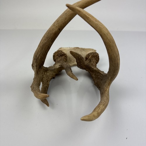 Natural deer antlers - natural, cap