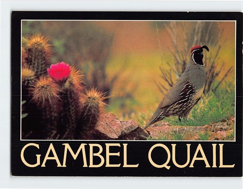 Postcard gambel quail - postcard,