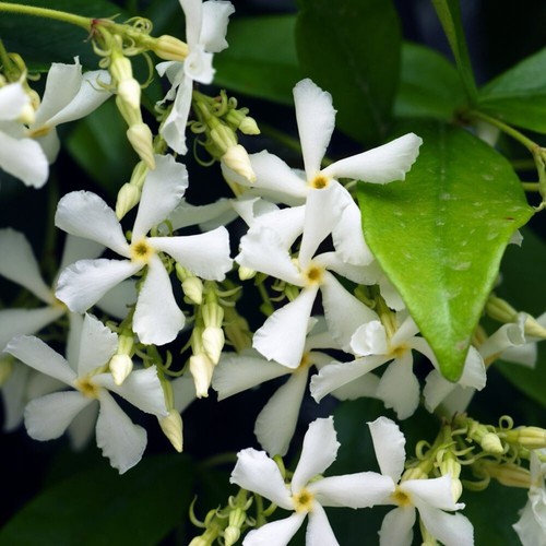 Star jasmine evergeen climbing - jasmine,