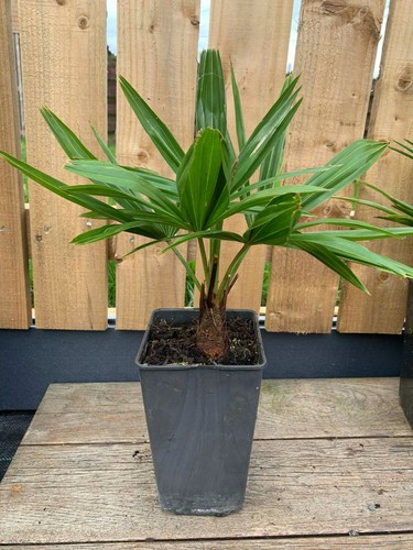 Trachycarpus fortunei hardy - fortunei,