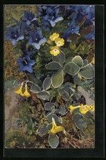Artist postcard photochromy No. 1213: Primula auricula, Gentiana acaulis-G. Clusii 