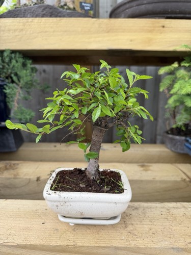 Chinese elm bonsai - chinese, ulmus